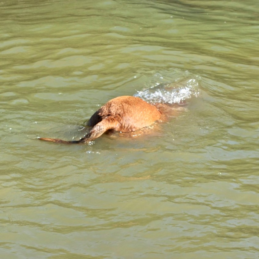 Max Swimming 5