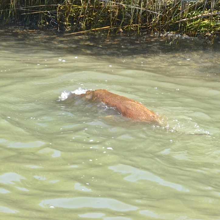 Max Swimming 4