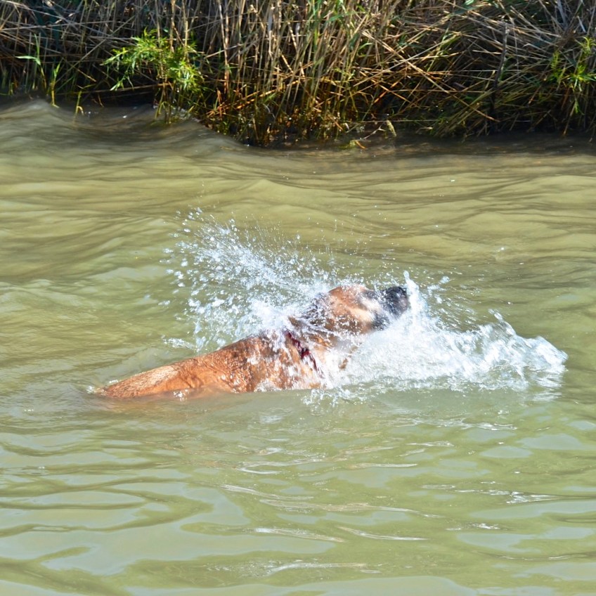 Max Swimming 2