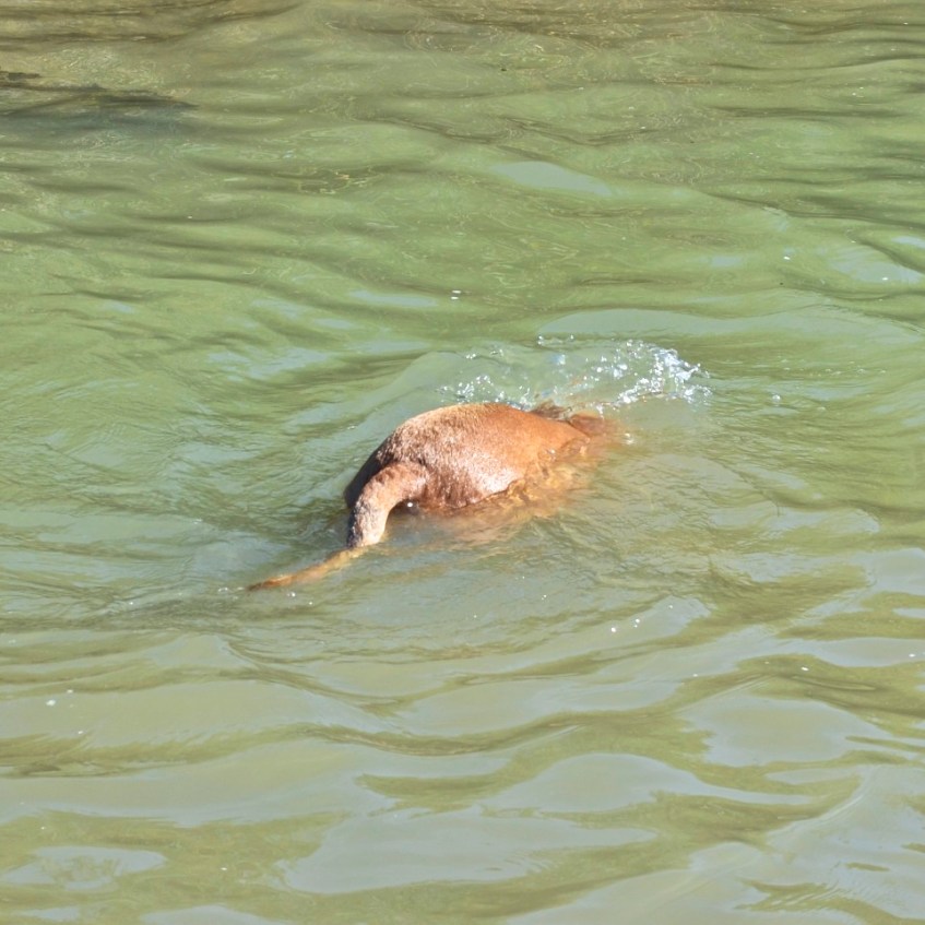 Max Swimming 1