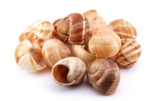 Lumache Shells