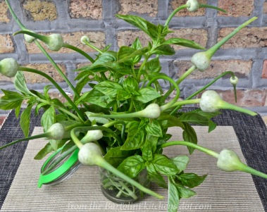 Basil and Garlic Scapes Bouquet