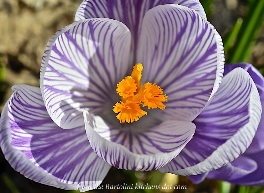 St. Joe's Crocus of 2016