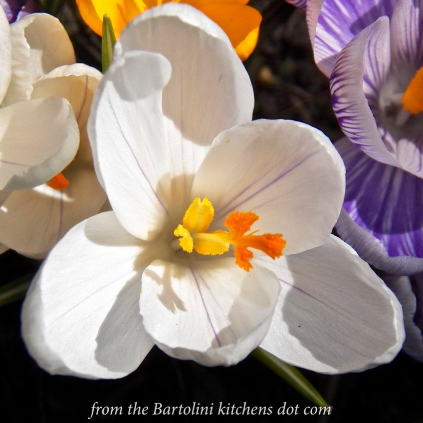 St Joe's Day - Crocus