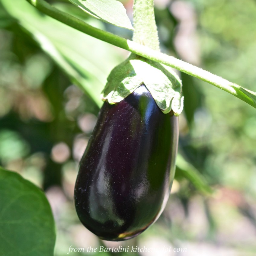 Eggplant Preview 2