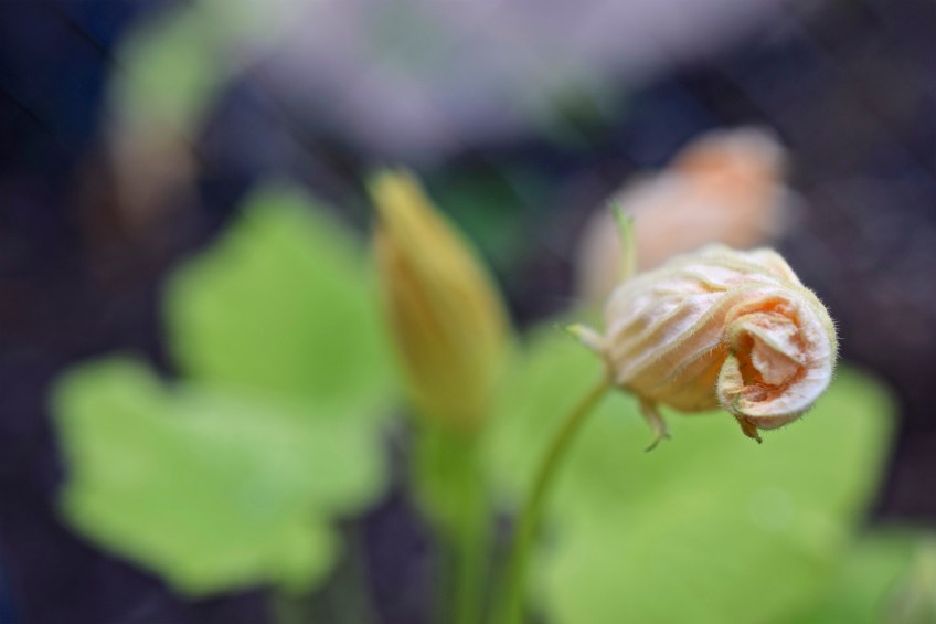 zucchini-blossom